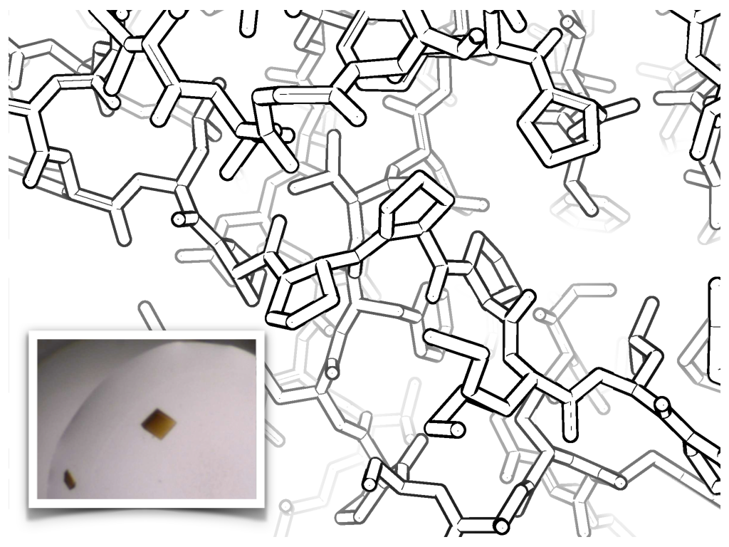 Protein Structure